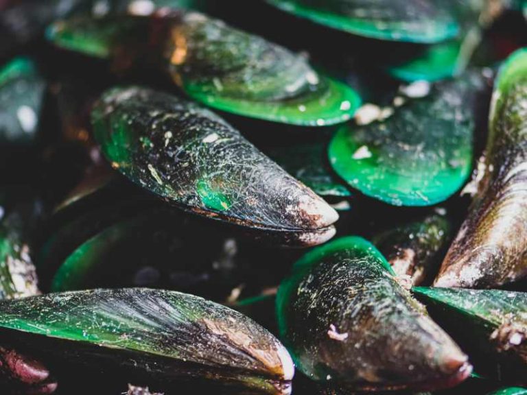 green lipped mussels